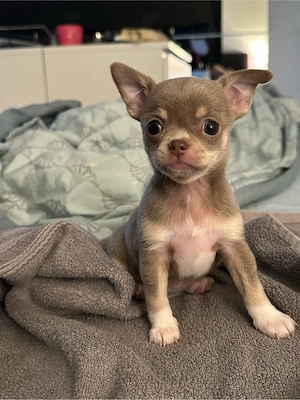 Chihuahua welpen 