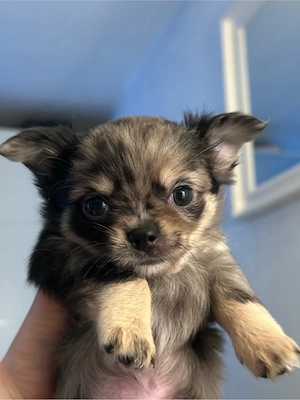 Chihuahua welpen  Bild 3