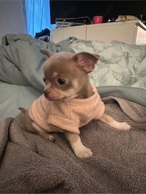 Chihuahua welpen  Bild 4