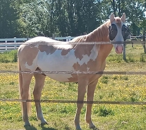 Paint Horse Palomino Paint Overo Wallach abzugeben