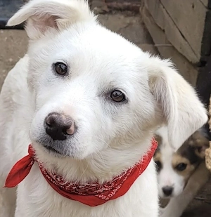 JANNY, ein freundliches, lustiges und anhängliches Hundemädchen