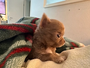 Chihuahua welpen  Bild 5