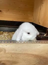 Sehr Dringend Kaninchen Babys suchen ein gutes Zuhause 