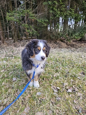 Australaian shepherd rüde