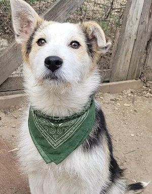 JAMES, ein freundliches, lustiges und verspieltes Kerlchen