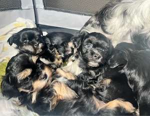 Havaneser-Shi-Tzu  " Havashu  " Welpen