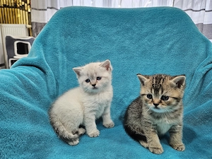 Wunderschönen BKH Kitten , noch 2 Kitten frei. 