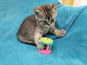 Wunderschönen BKH Kitten , noch 1 Junge frei. 