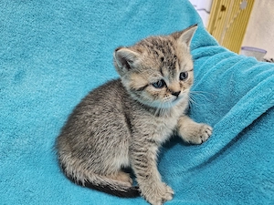 Wunderschönen BKH Kitten , noch 1 Junge frei. 