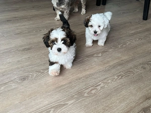 Bereit für ihr neues Zuhause: Havaneser-Welpen mit Stammbaumpapieren