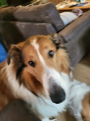 Collies amerikanisch