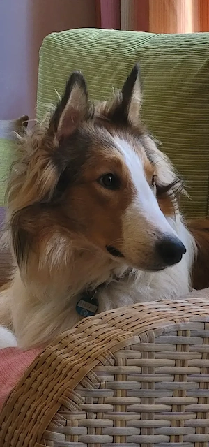 Collies amerikanisch