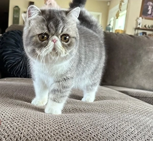 Exotic Shorthair-Kätzchen zu verkaufen