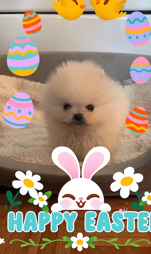 Süße Kleine Pomeranien Spitz