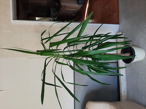 Yuccapalme ca. 1,78 cm hoch mit Übertopf