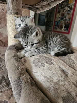 BKH-Whiskaskitten suchen neues Zuhause 