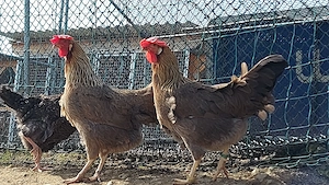 Bruteier von Italiener Orangehalsig Perlgrau