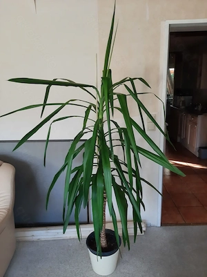 Yuccapalme ca. 1,78 cm hoch mit Übertopf