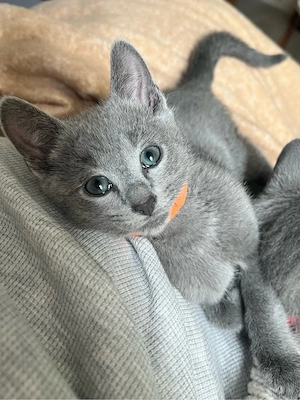  Russisch Blau Kitten mit Stammbaum noch 1 Kater