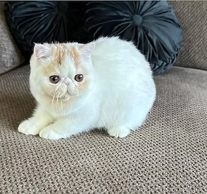 Exotic Shorthair-Kätzchen zu verkaufen