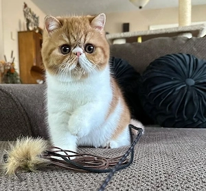 Exotic Shorthair-Kätzchen zu verkaufen