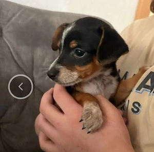 Dackel Jack Russel gesucht