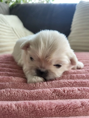 Reinrassige Minipekinese Welpen zu Verkaufen!!!