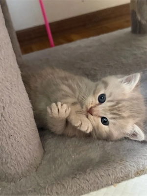 Britisch Kurzhaar Kätzchen sucht ein liebevolles Zuhause   