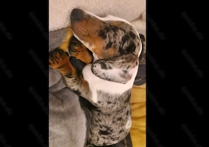 Junge Zwergdackel Prinzessin 