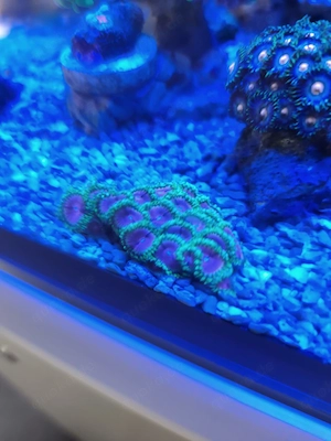 Froschlaichkoralle Bild 5