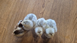 Eintagskücken Küken große Italiener perlgrau-orangehalsig 