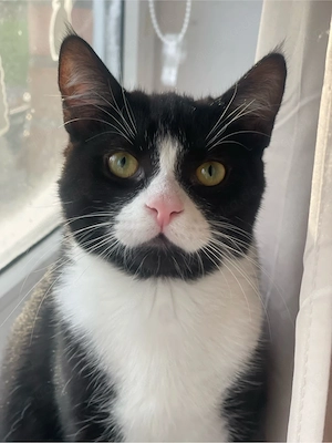 Piet sucht für immer Zuhause