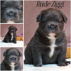 Französische Bulldogen Exklusive Rarität: Langhaarige  "Sport-Bullys " in High-End Farben!