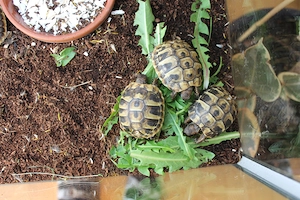 Griechische Landschildkröten