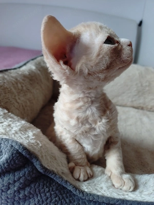 Reinrassige Devon Rex Kitten