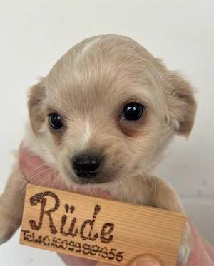 Chihuahua Welpen Langhaar ab sofort abzugeben