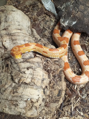 Kornnattern verschiedene Farbmorphen