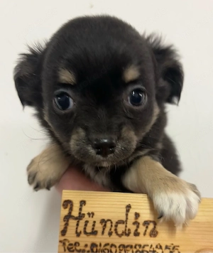 Chihuahua Welpen Langhaar ab sofort abzugeben Bild 2