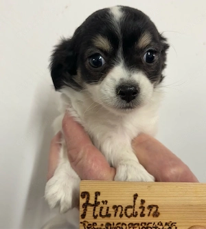 Chihuahua Welpen Langhaar ab 03.04 abzugeben