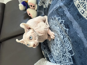 Wunderschönes Elfen-Sphynx-Katerchen sucht liebevolles Zuhause 
