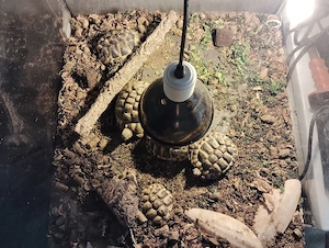 Griechische Landschildkröte 