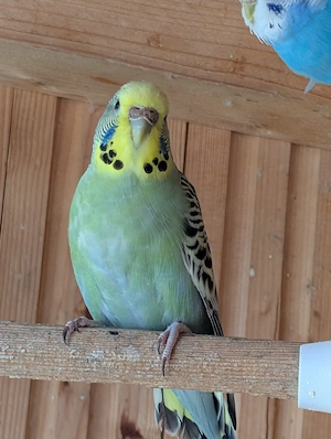 Junge Wellensittiche 