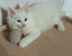 Nur noch 2 reinrassige flauschige Cooni Kitten o.P.