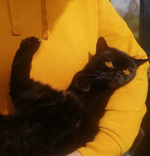 Bezaubernde Diva reinrassige BKH 1,5J. kastriert schwarz orange Augen kennt Hunde