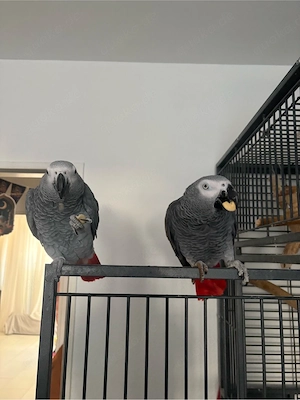 Graupapagei Kongo Pärchen zu verkaufen 