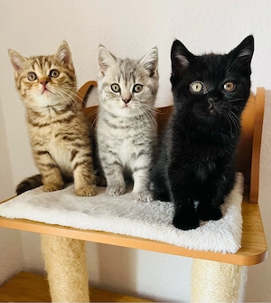 3 Kitten noch frei BKH Britisch Kurzhaar Kitten 