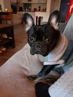 Französische bulldogge Weibchen 2Jahre alt mit Ahnentafel 