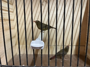 Sehr schöne Senegal Amaranten