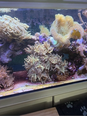 Meerwasseraquarium Inhalt - Korallen, Tiere, Steine und Sand 