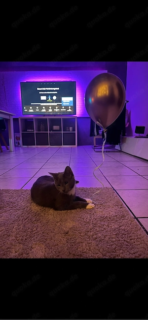 Junger Kater (8,5 Monate) sucht aktives Zuhause mit Herz